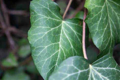 黃金葛寓意|【黃金葛好處】探索黃金葛的魅力：淨化空氣、招財風水